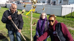 Trees planting